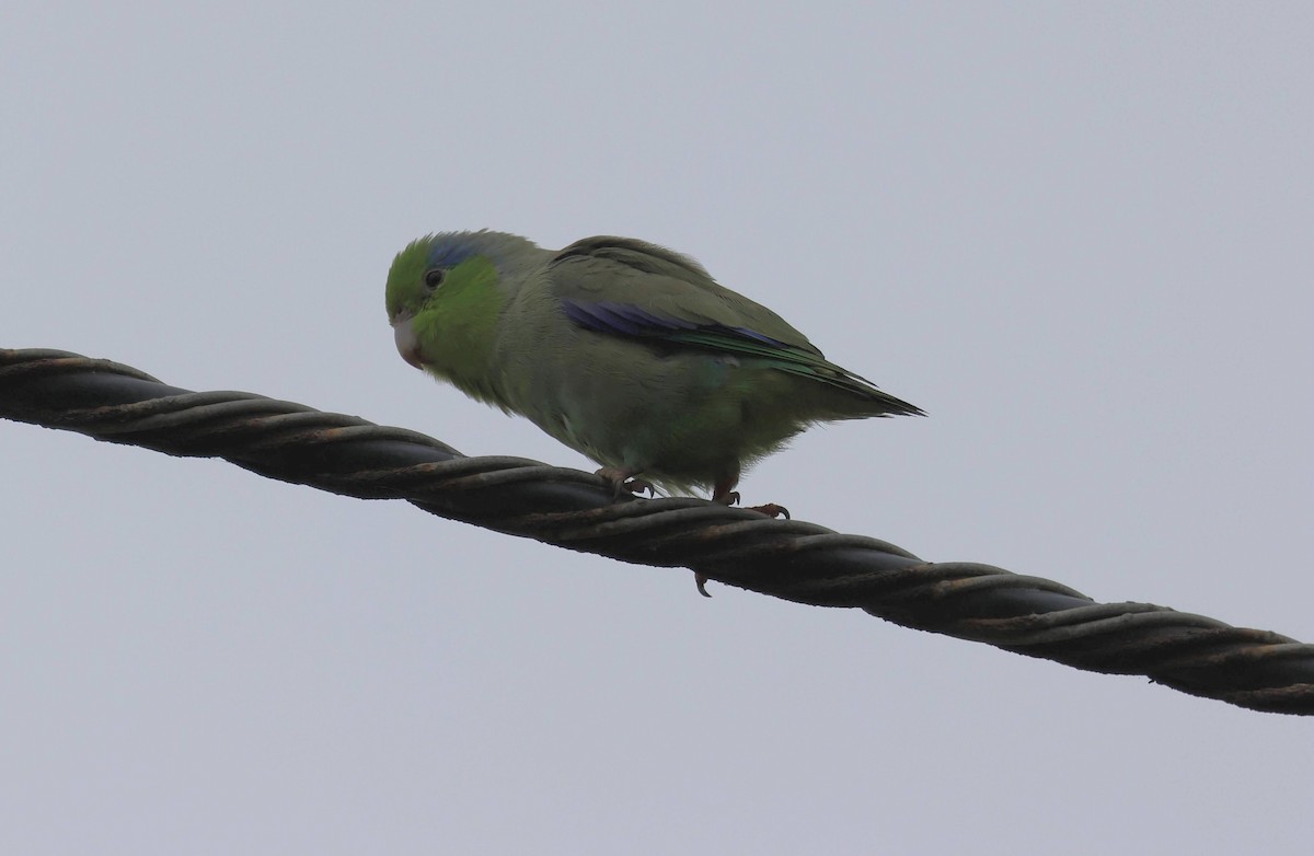 マメルリハシインコ - ML624142802