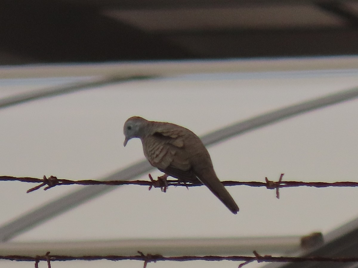 Zebra Dove - ML624142805