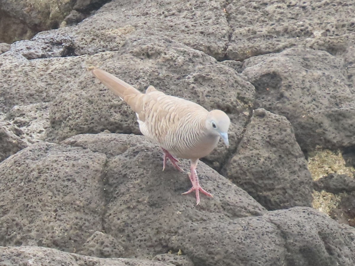 Zebra Dove - ML624142807