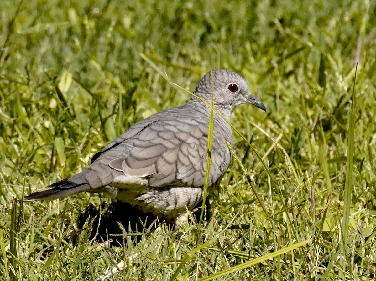 Inca Dove - ML624142809