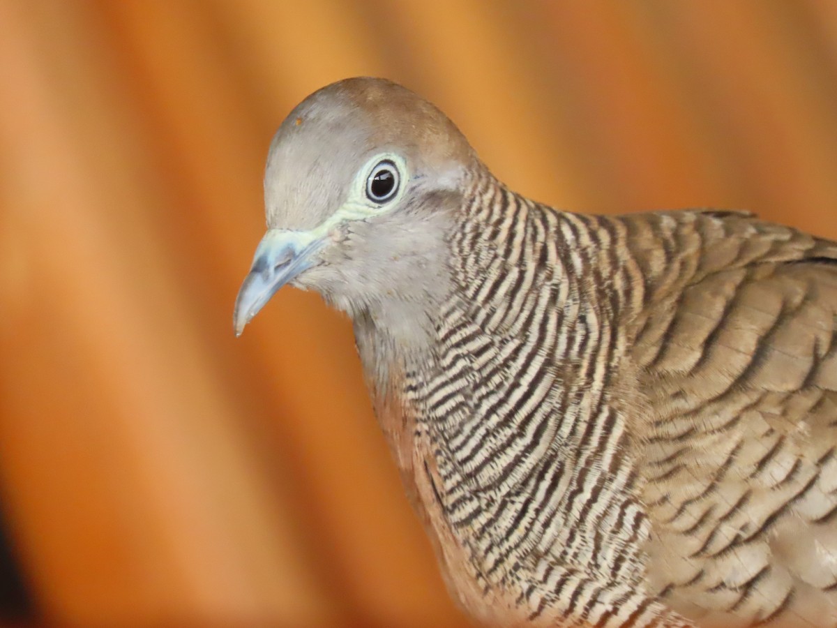 Zebra Dove - ML624142810