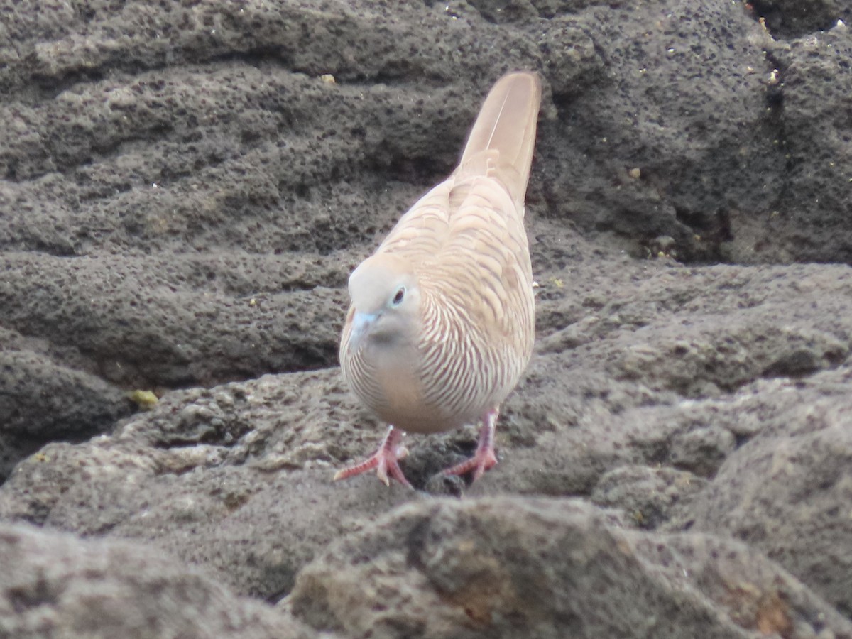 Zebra Dove - ML624142811