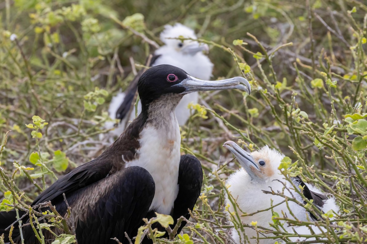 Bindenfregattvogel - ML624142820