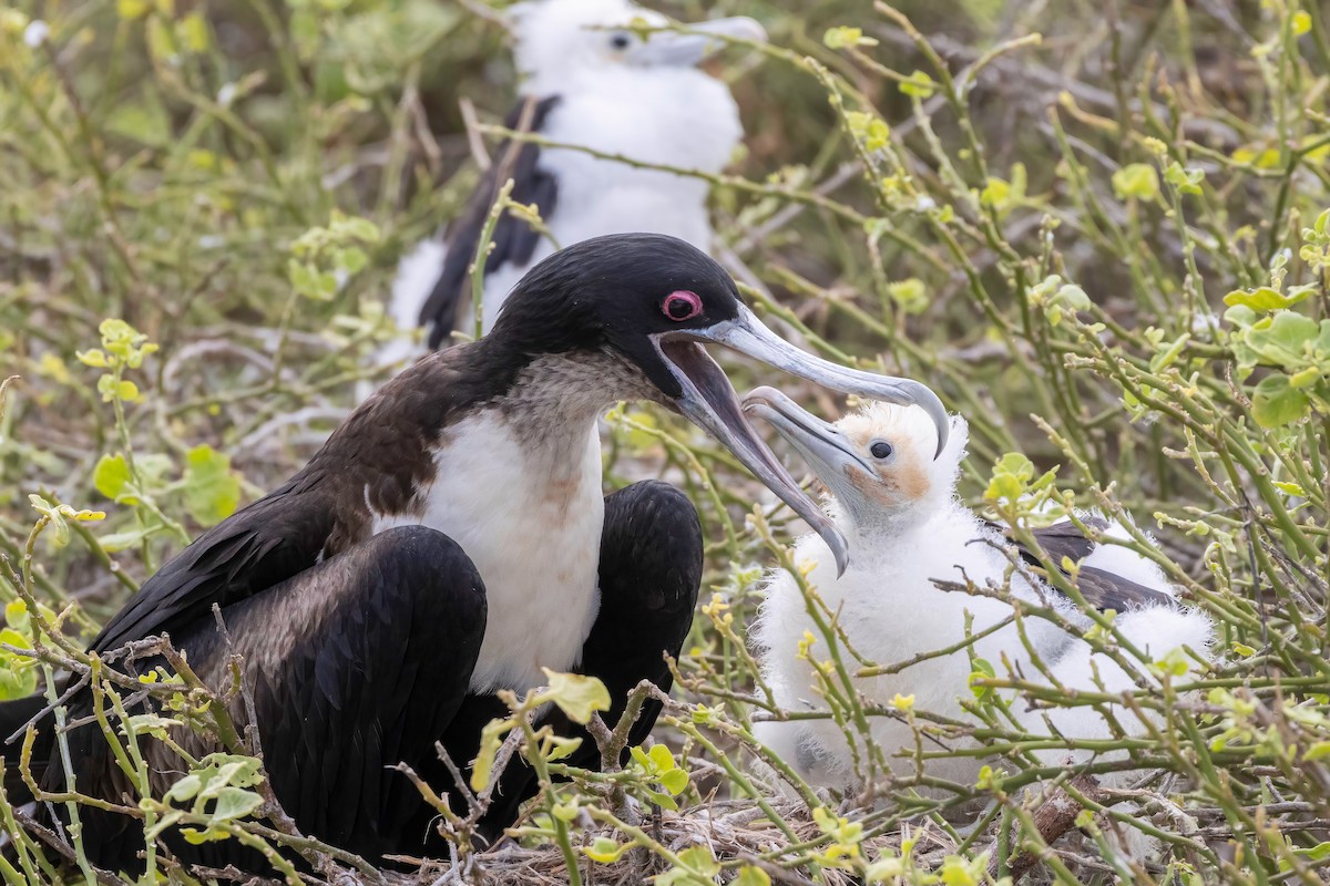 Great Frigatebird - ML624142822