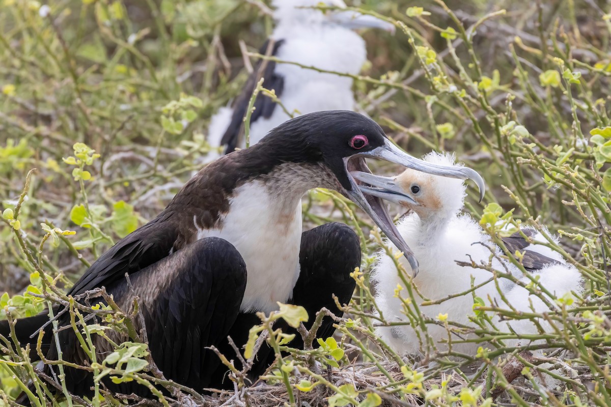 Great Frigatebird - ML624142823