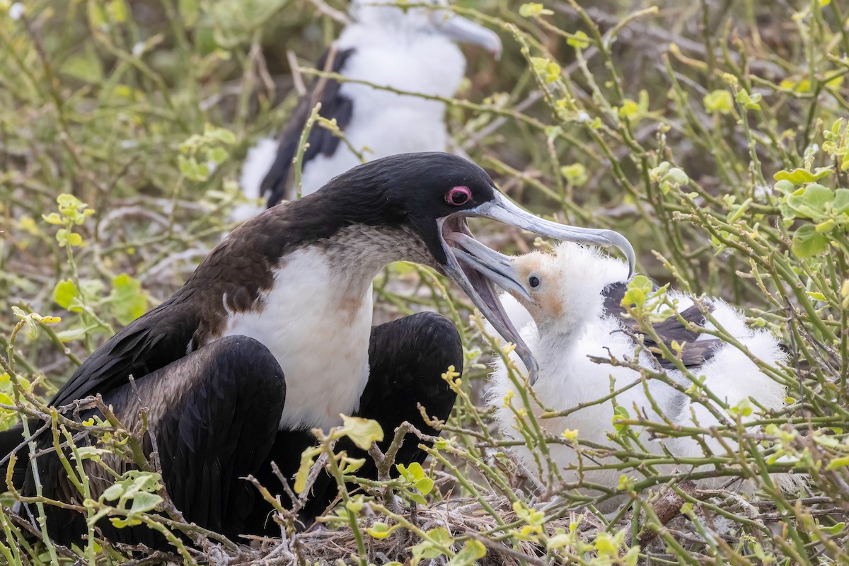 Bindenfregattvogel - ML624142825