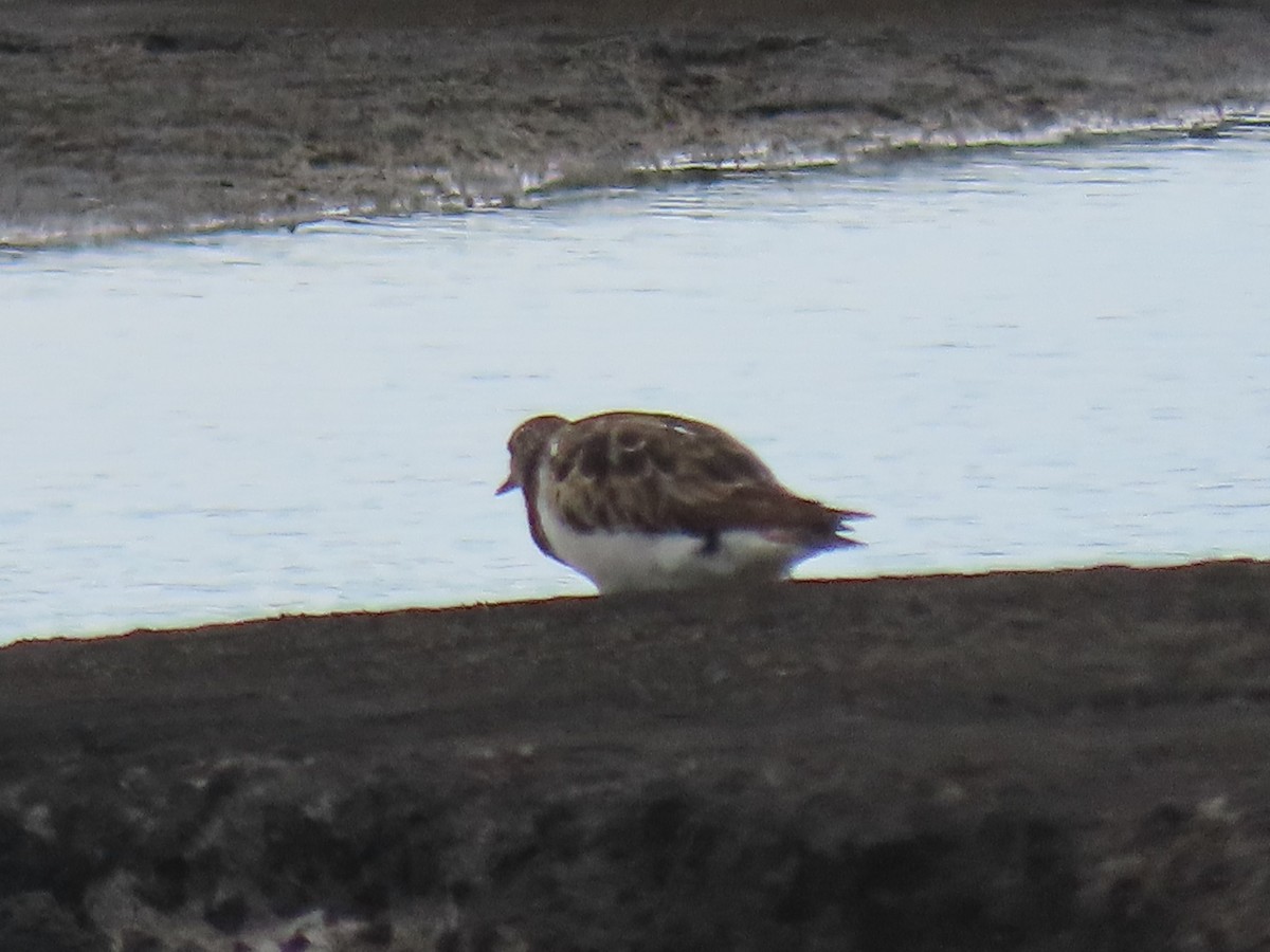 Ruddy Turnstone - ML624142826