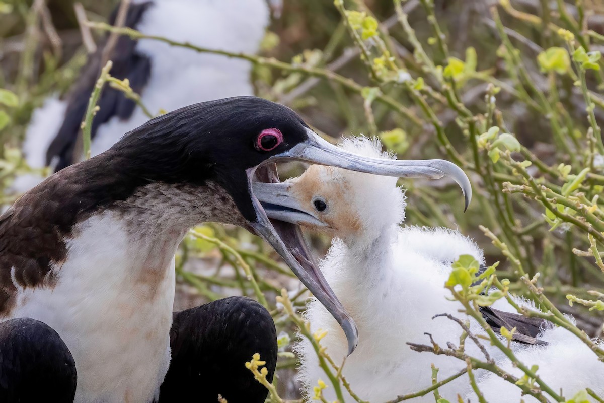 Bindenfregattvogel - ML624142828