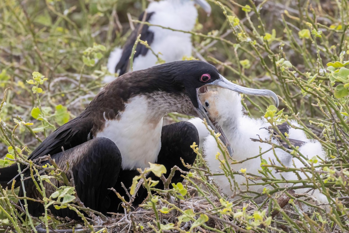 Great Frigatebird - ML624142829