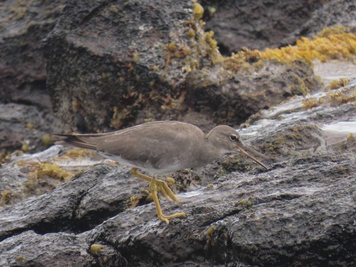 Wandering Tattler - ML624142833