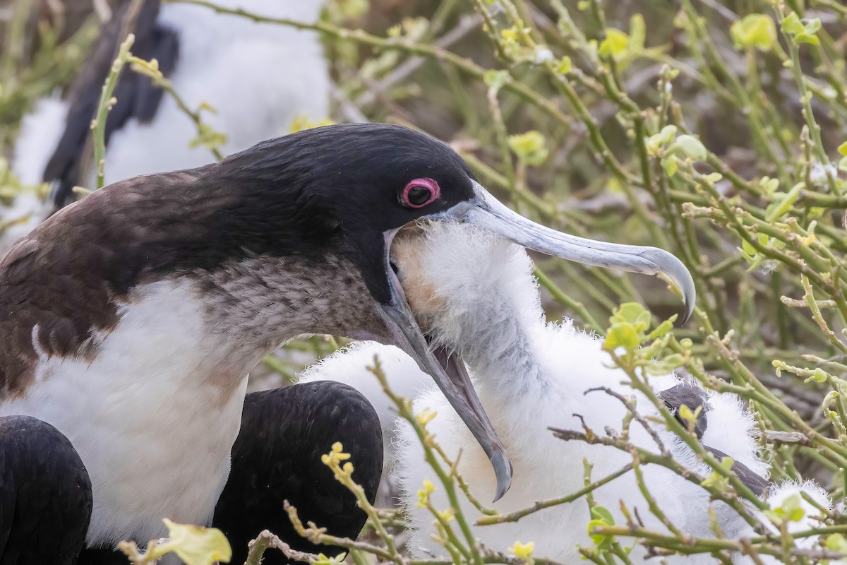 Great Frigatebird - ML624142834