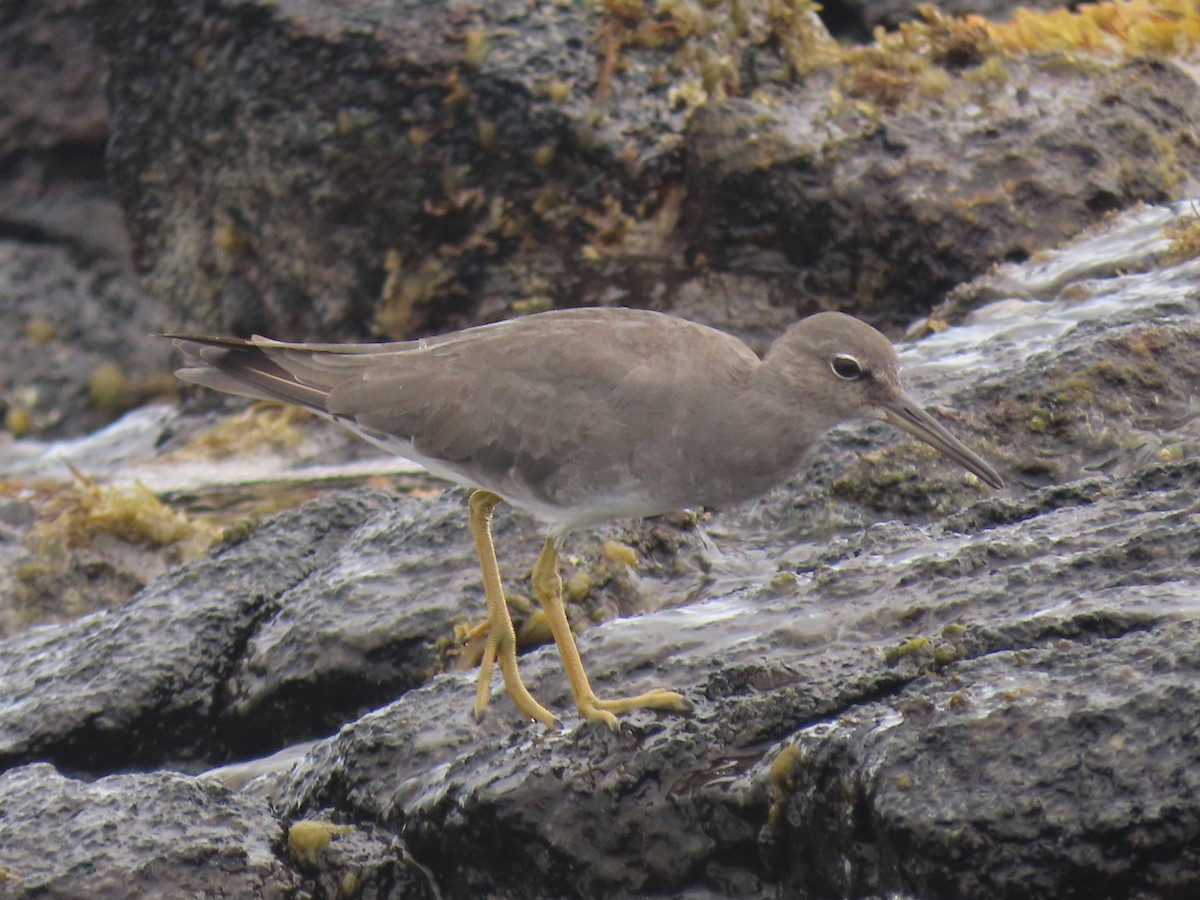 Wandering Tattler - ML624142836