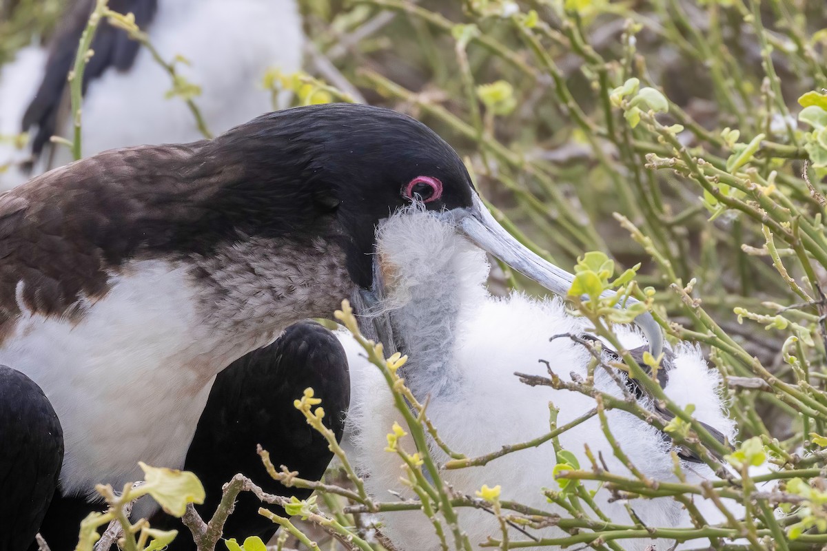 Great Frigatebird - ML624142837