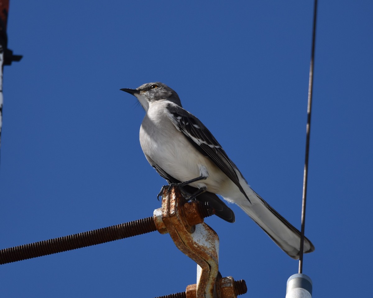 Northern Mockingbird - Lynn Kohler