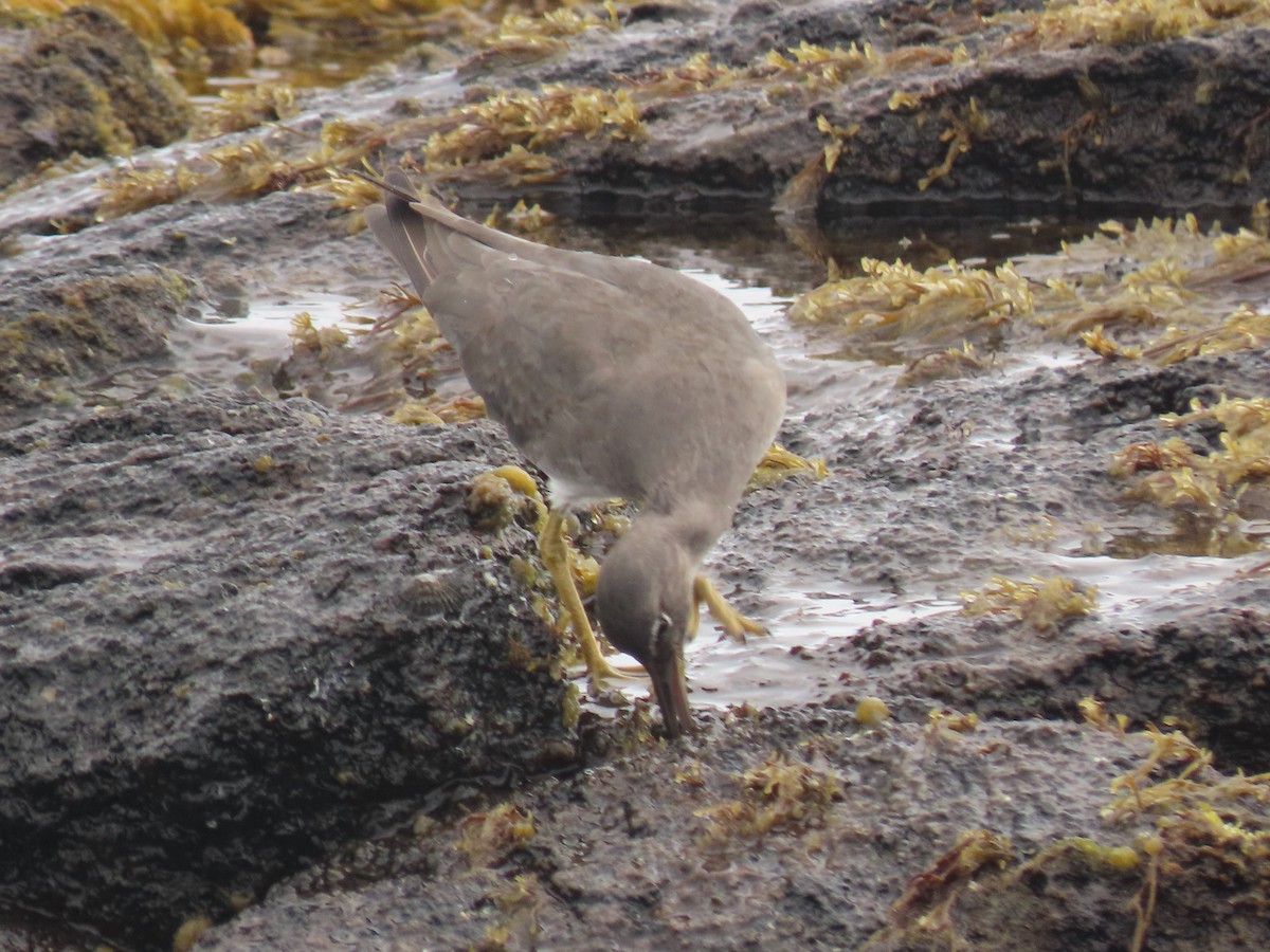 Wandering Tattler - ML624142841