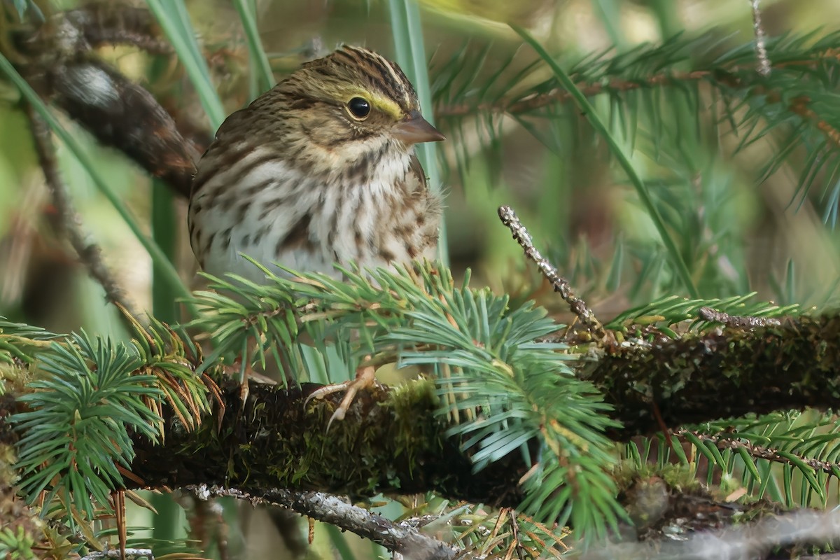 Savannah Sparrow - ML624142842