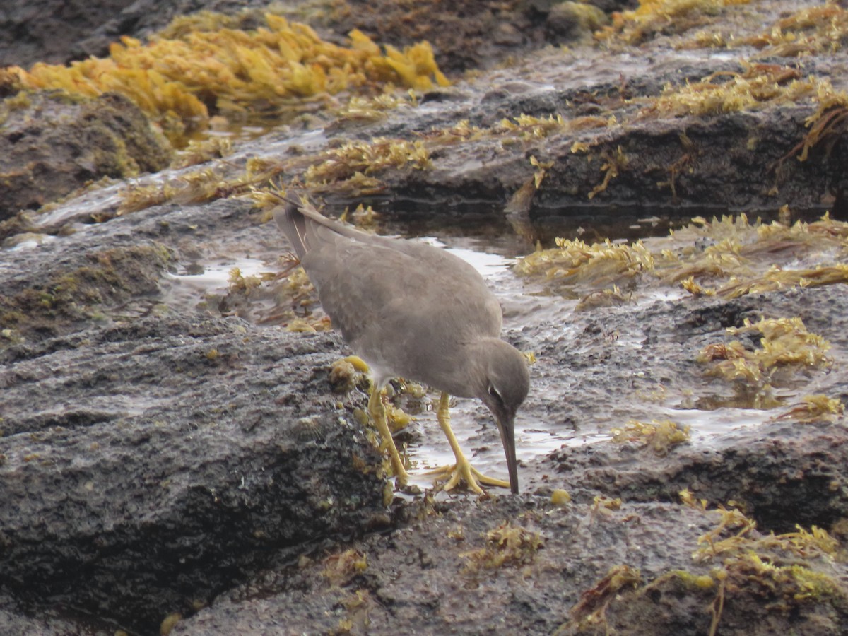 Wandering Tattler - ML624142846