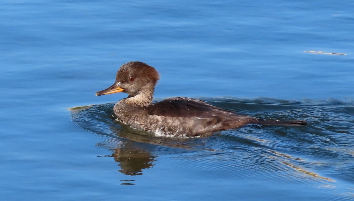 Hooded Merganser - ML624142862