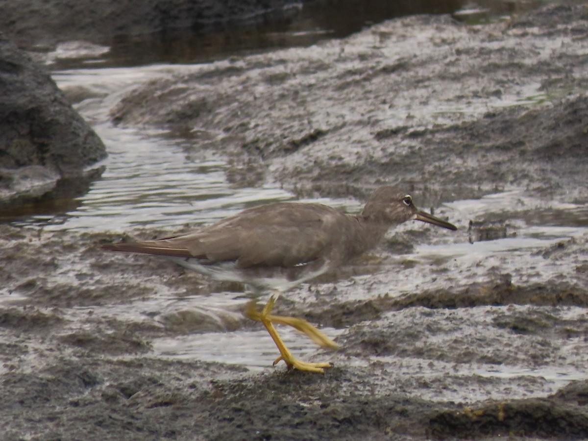 Wandering Tattler - Bob Hargis