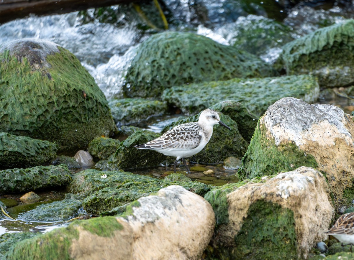 Bécasseau sanderling - ML624142867