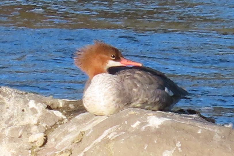 Common Merganser - ML624142870