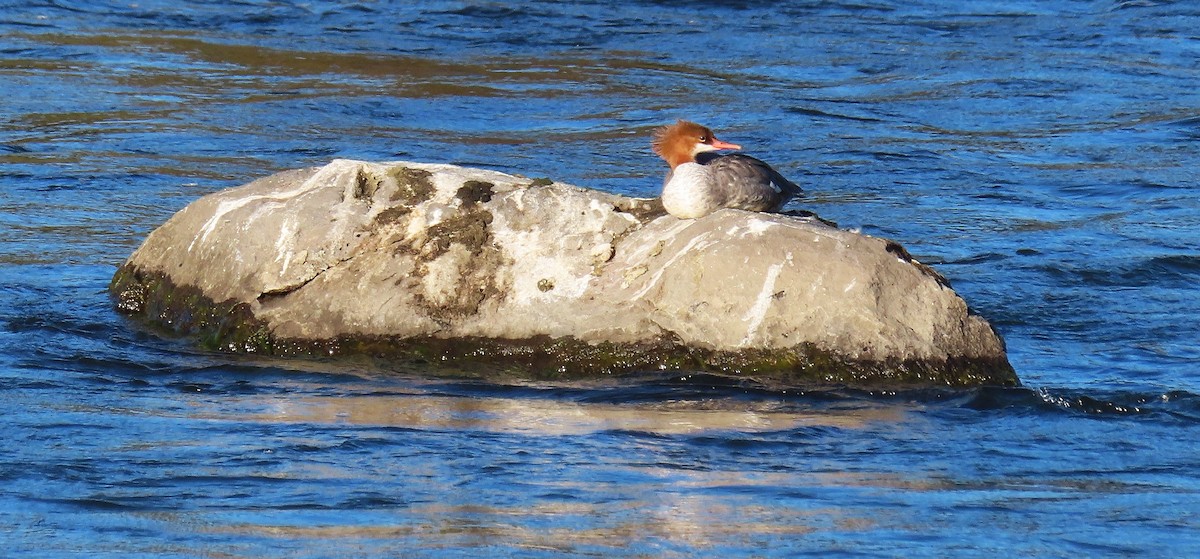 Common Merganser - ML624142871