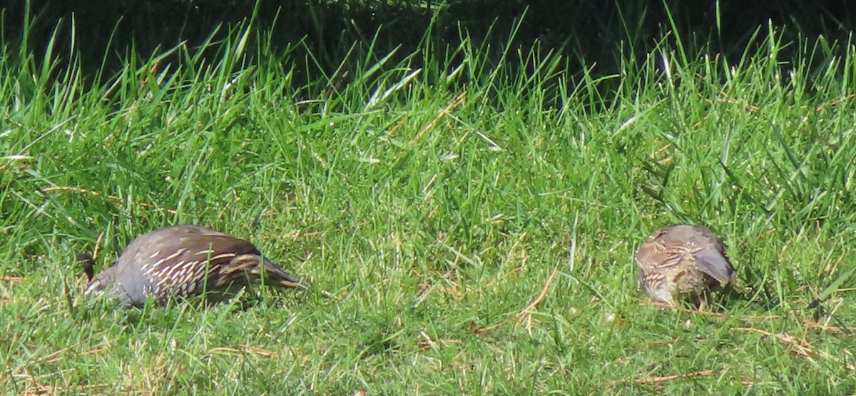 California Quail - ML624142878