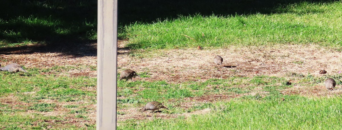 California Quail - ML624142879