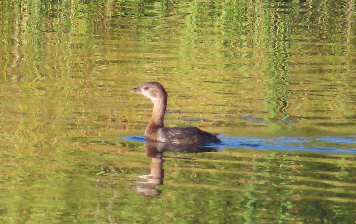 Pied-billed Grebe - ML624142881