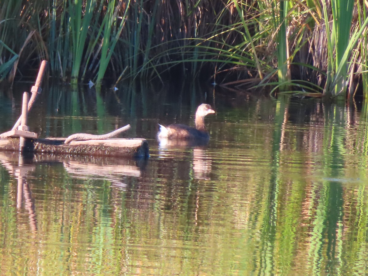 Pied-billed Grebe - ML624142882