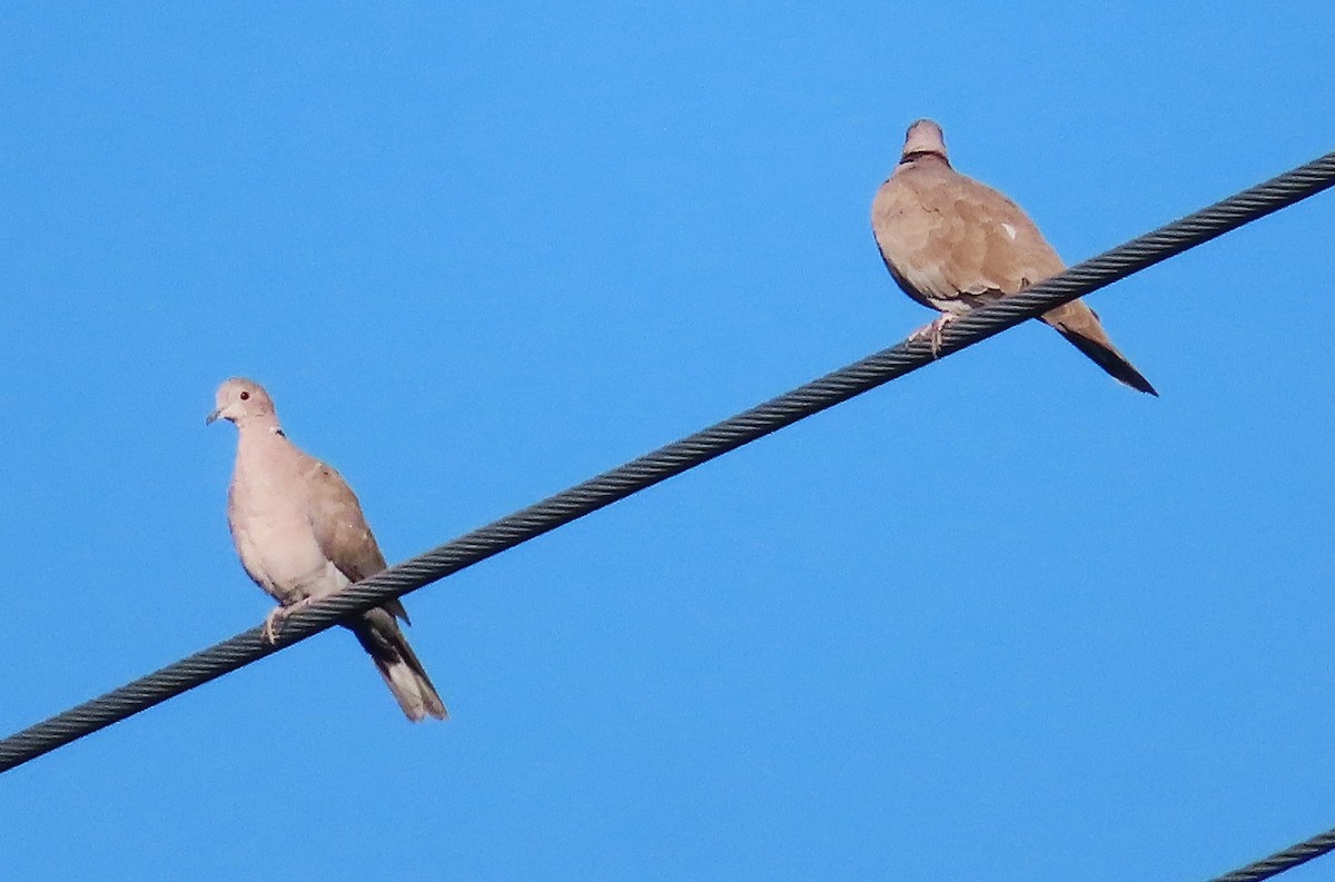 Eurasian Collared-Dove - ML624142888