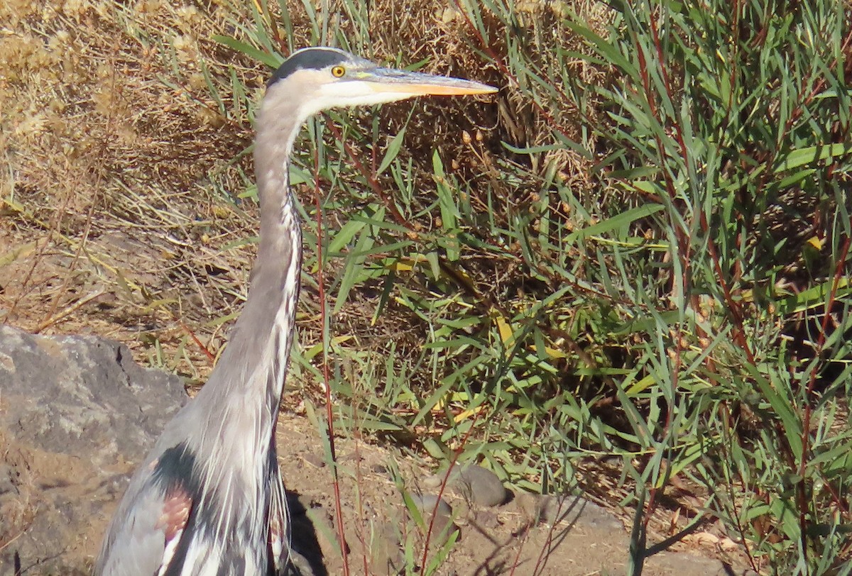 Great Blue Heron - ML624142891