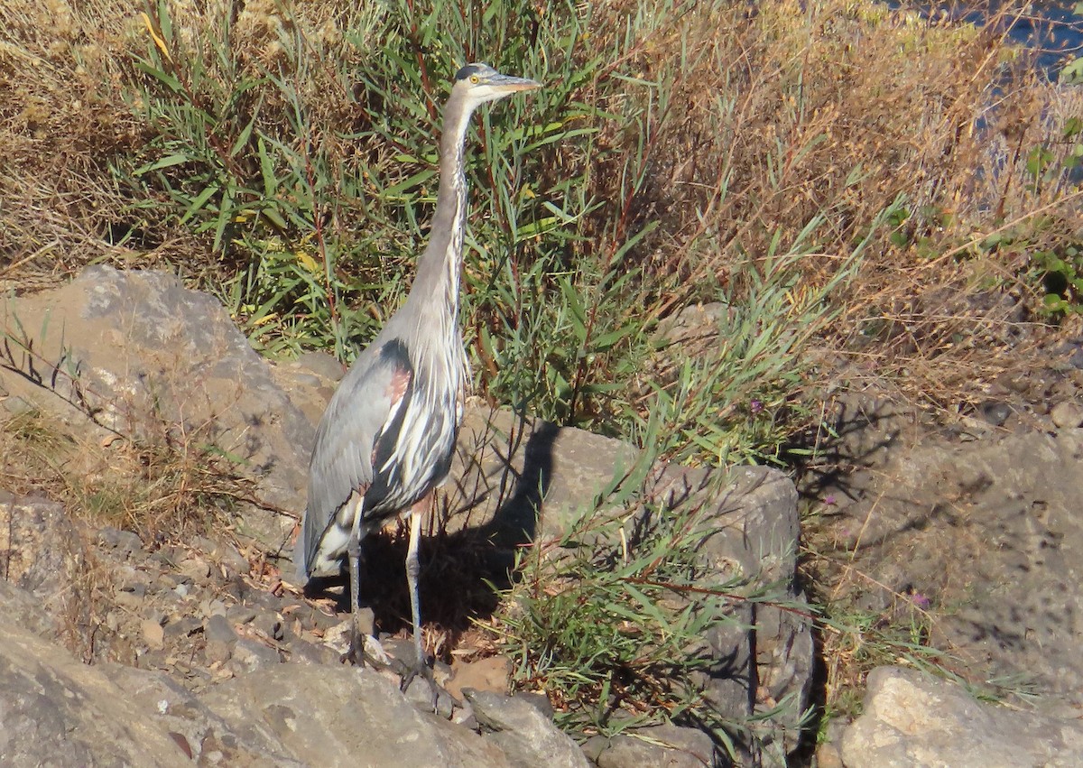 Great Blue Heron - ML624142892