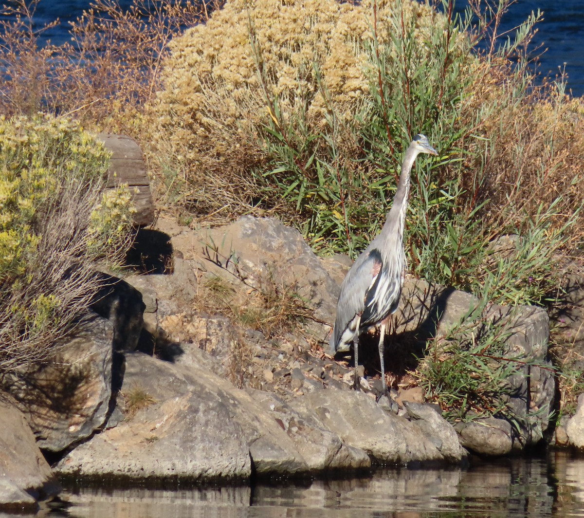 Great Blue Heron - ML624142893