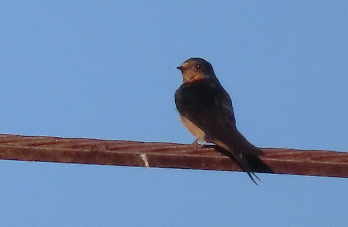 Barn Swallow - ML624142895