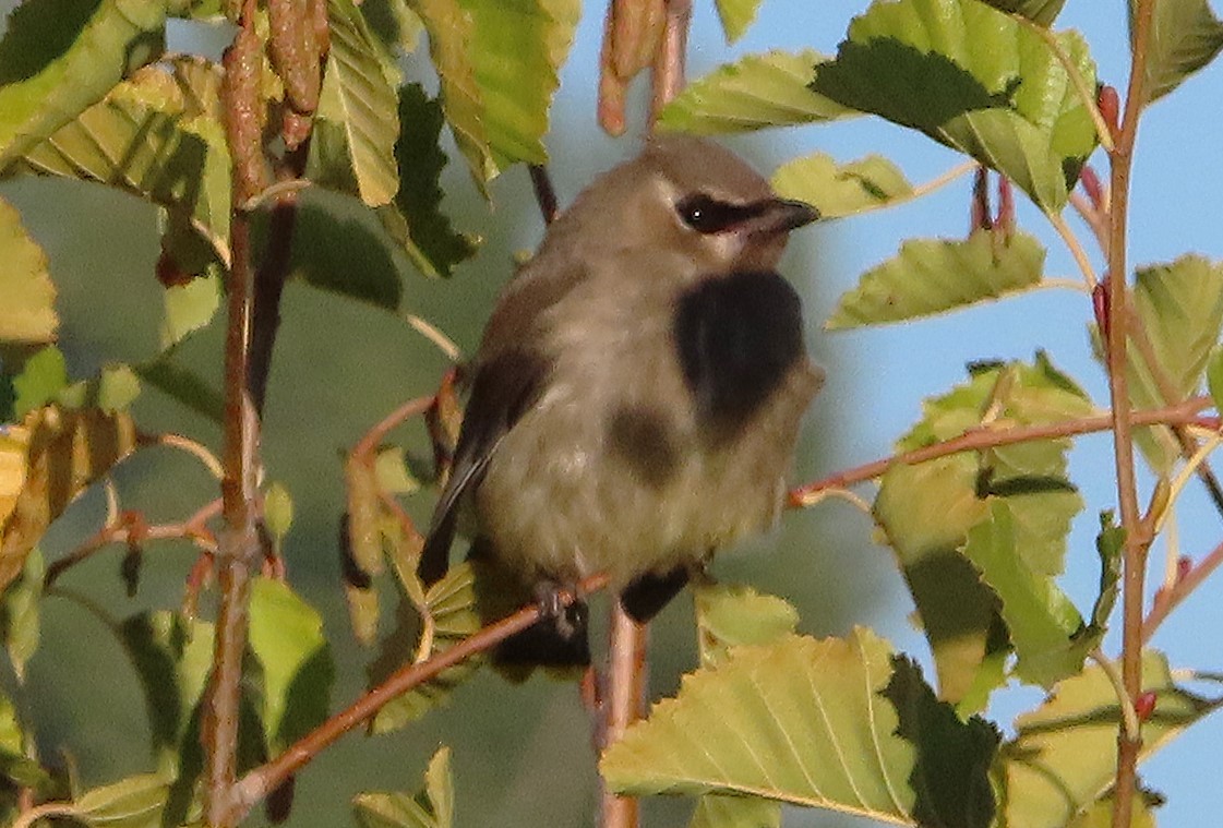 Cedar Waxwing - ML624142913