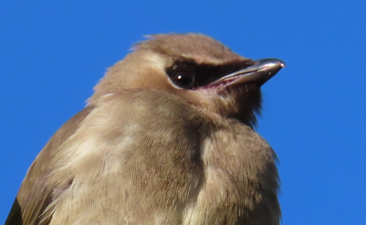 Cedar Waxwing - ML624142914