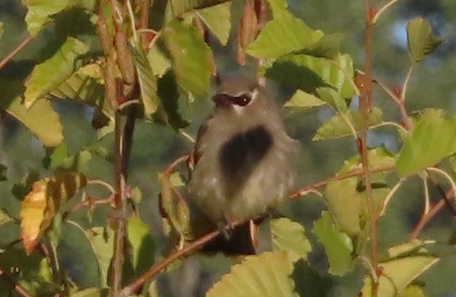 Cedar Waxwing - ML624142915