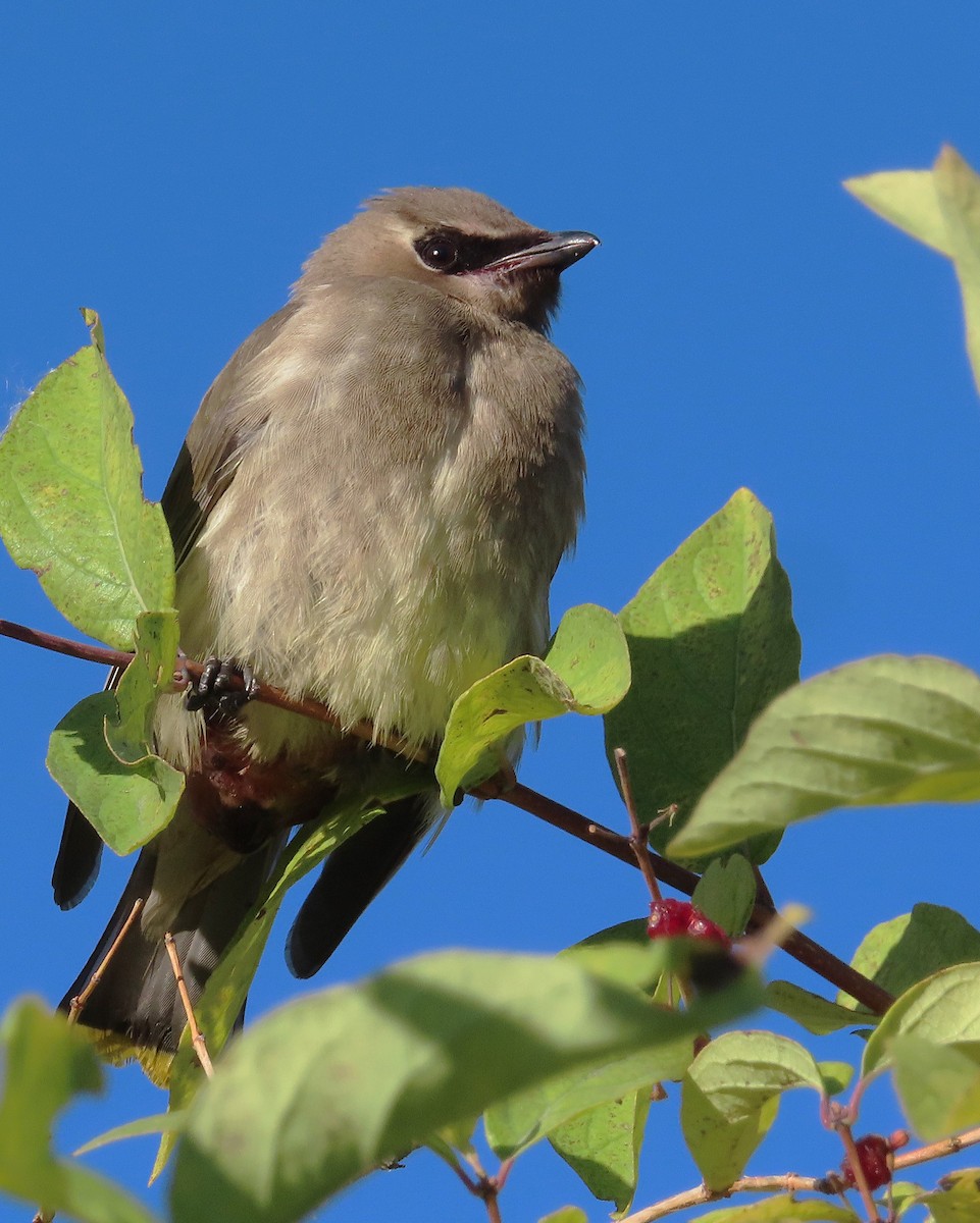 Cedar Waxwing - ML624142918