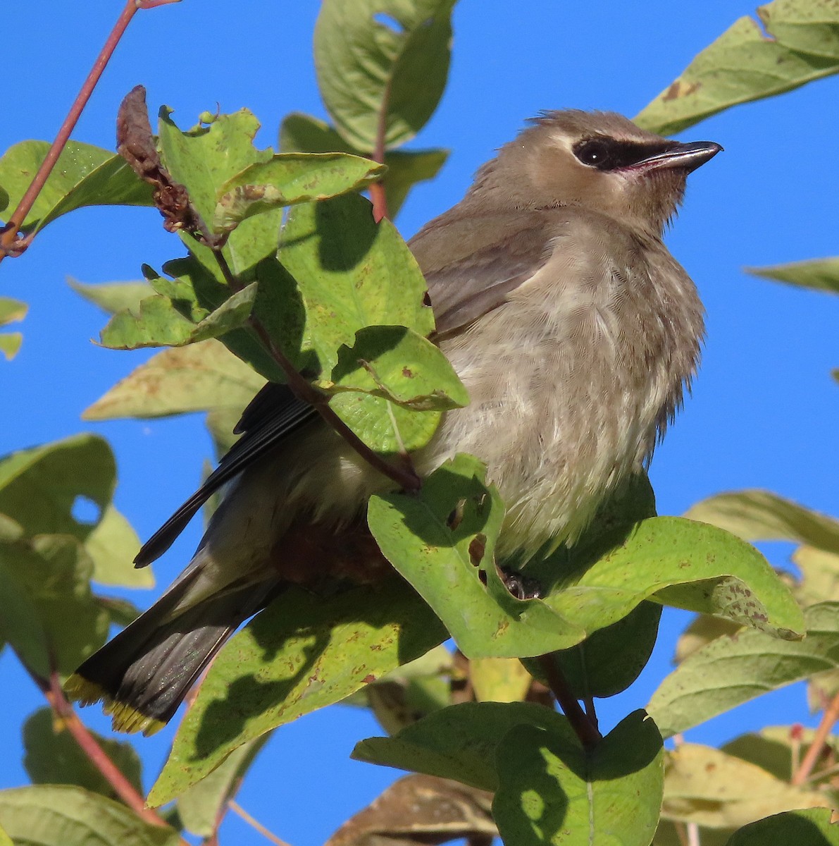 Cedar Waxwing - Claire Weiser