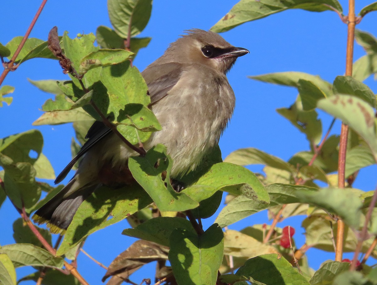 Cedar Waxwing - ML624142920