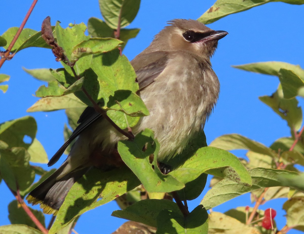 Cedar Waxwing - ML624142921