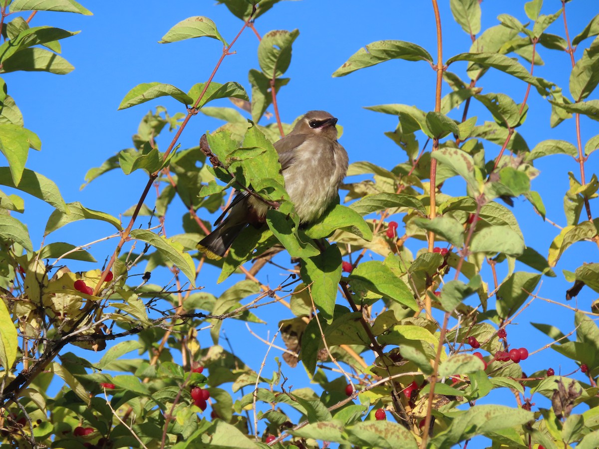 Cedar Waxwing - ML624142923