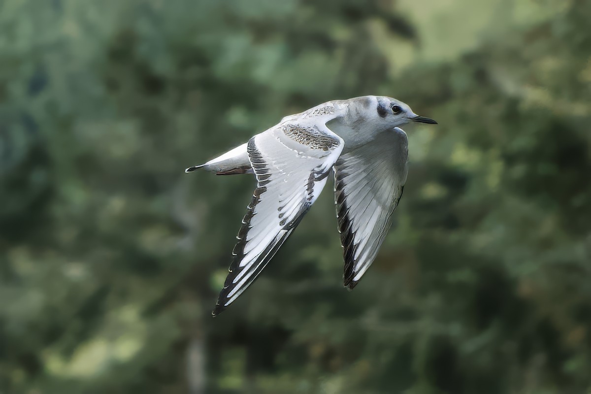 Bonaparte's Gull - ML624142928