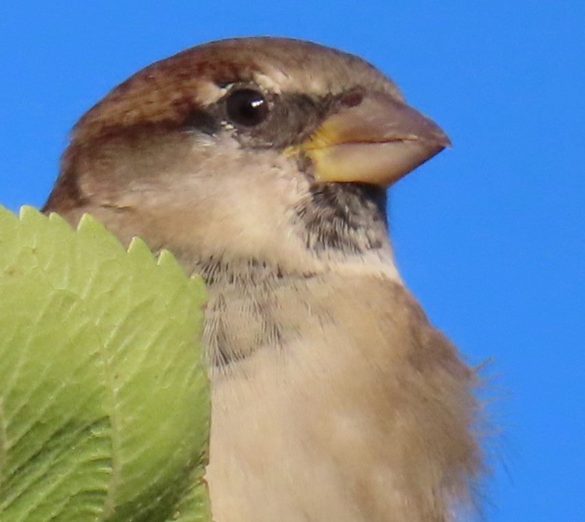 Moineau domestique - ML624142931