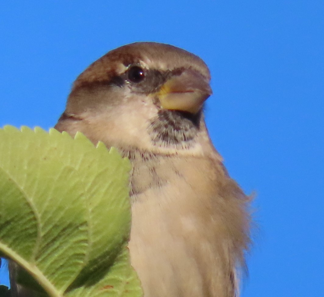 House Sparrow - ML624142932