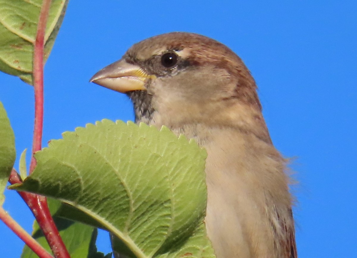 House Sparrow - ML624142933