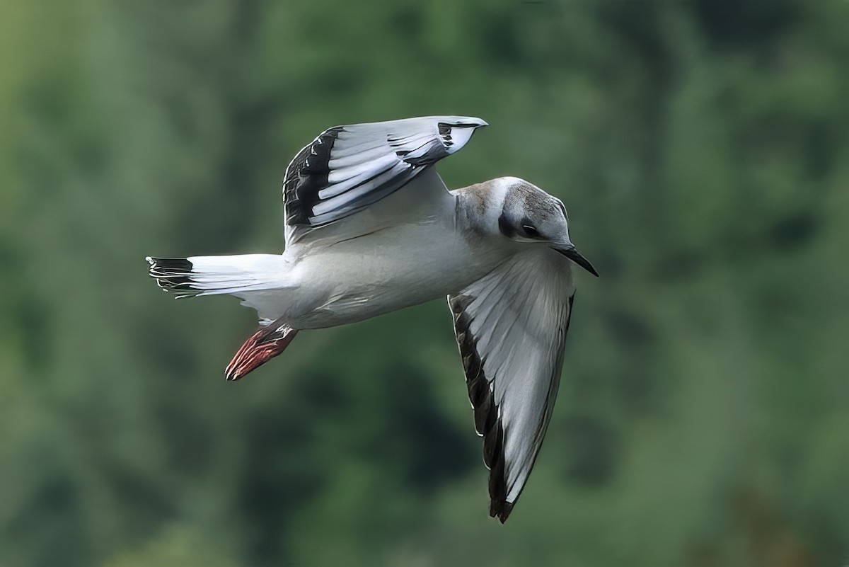 Bonaparte's Gull - ML624142934