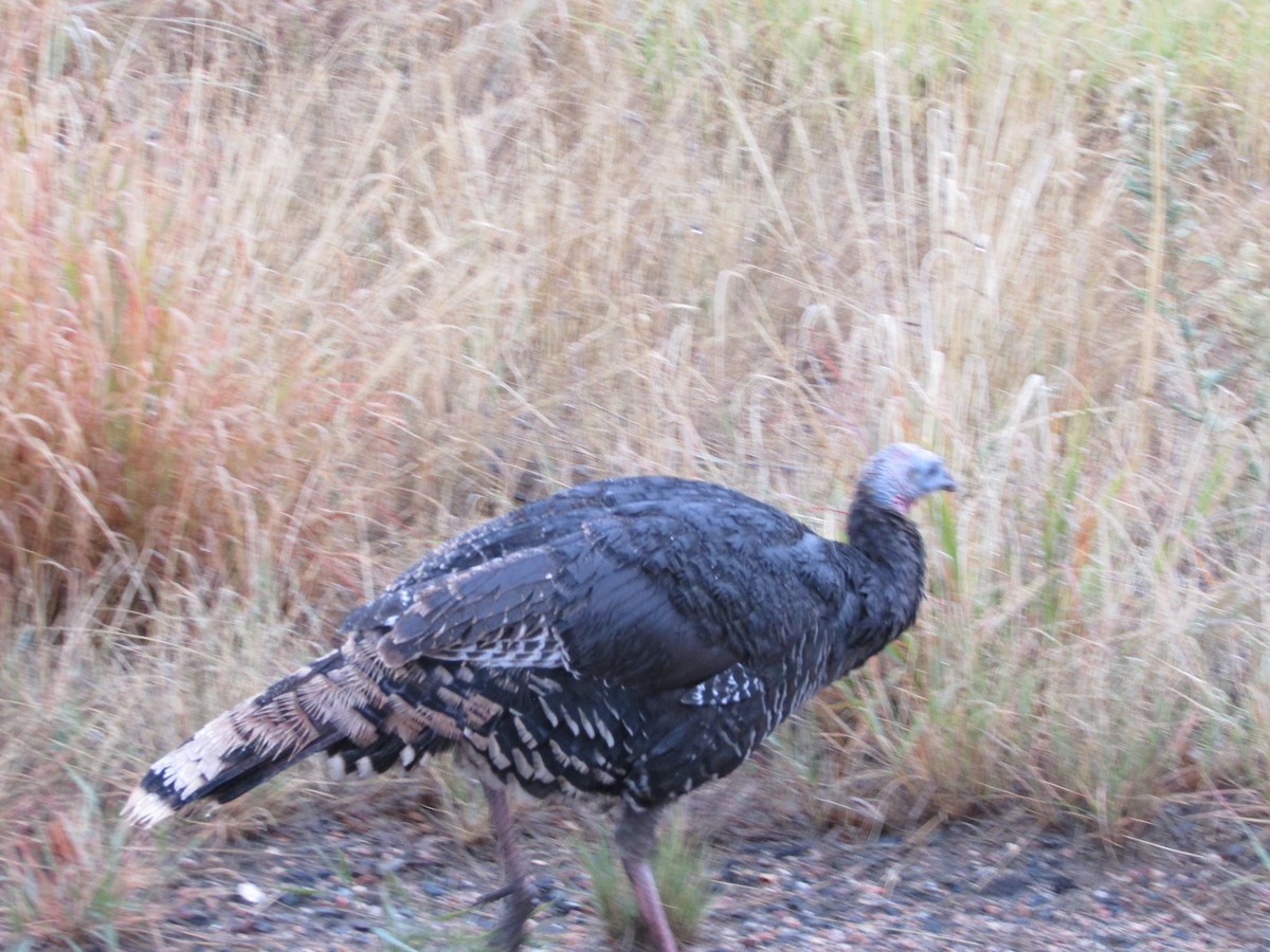 Wild Turkey - ML624142941