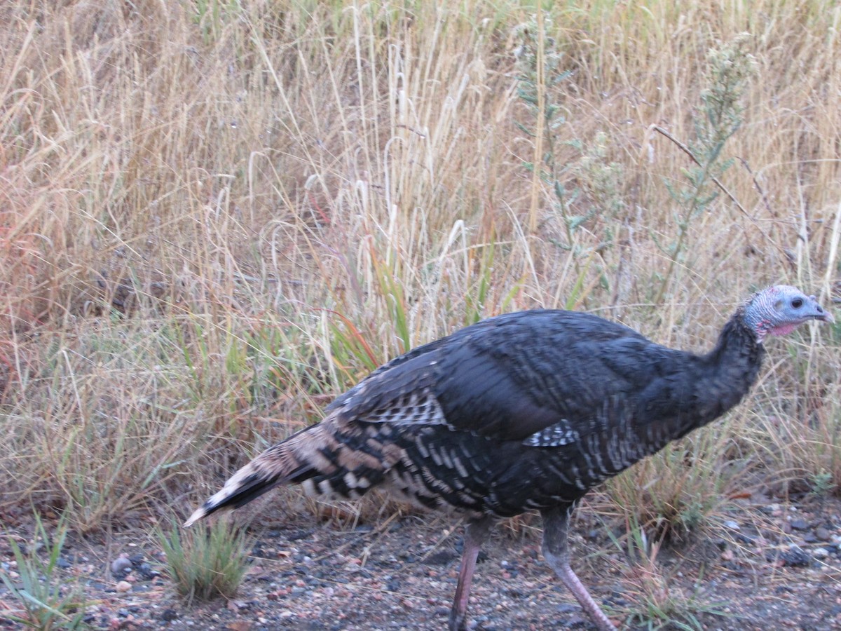 Wild Turkey - ML624142942